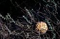 20090603_163956 D300 X1